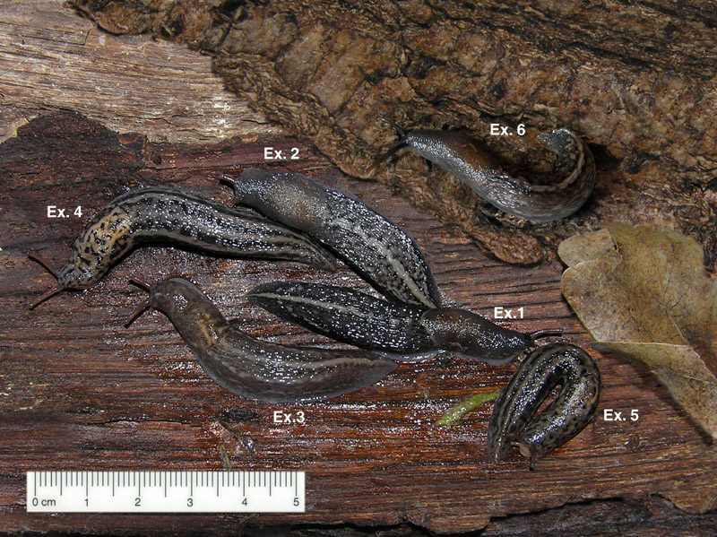 Limax amaliae Bettoni 1870 da Giussago (PV)